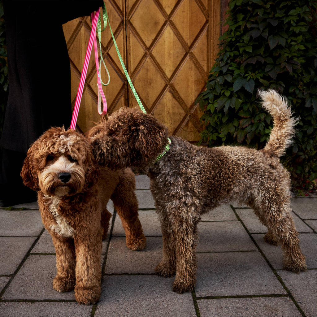 Hundehalsband gestreift pink & rot: M