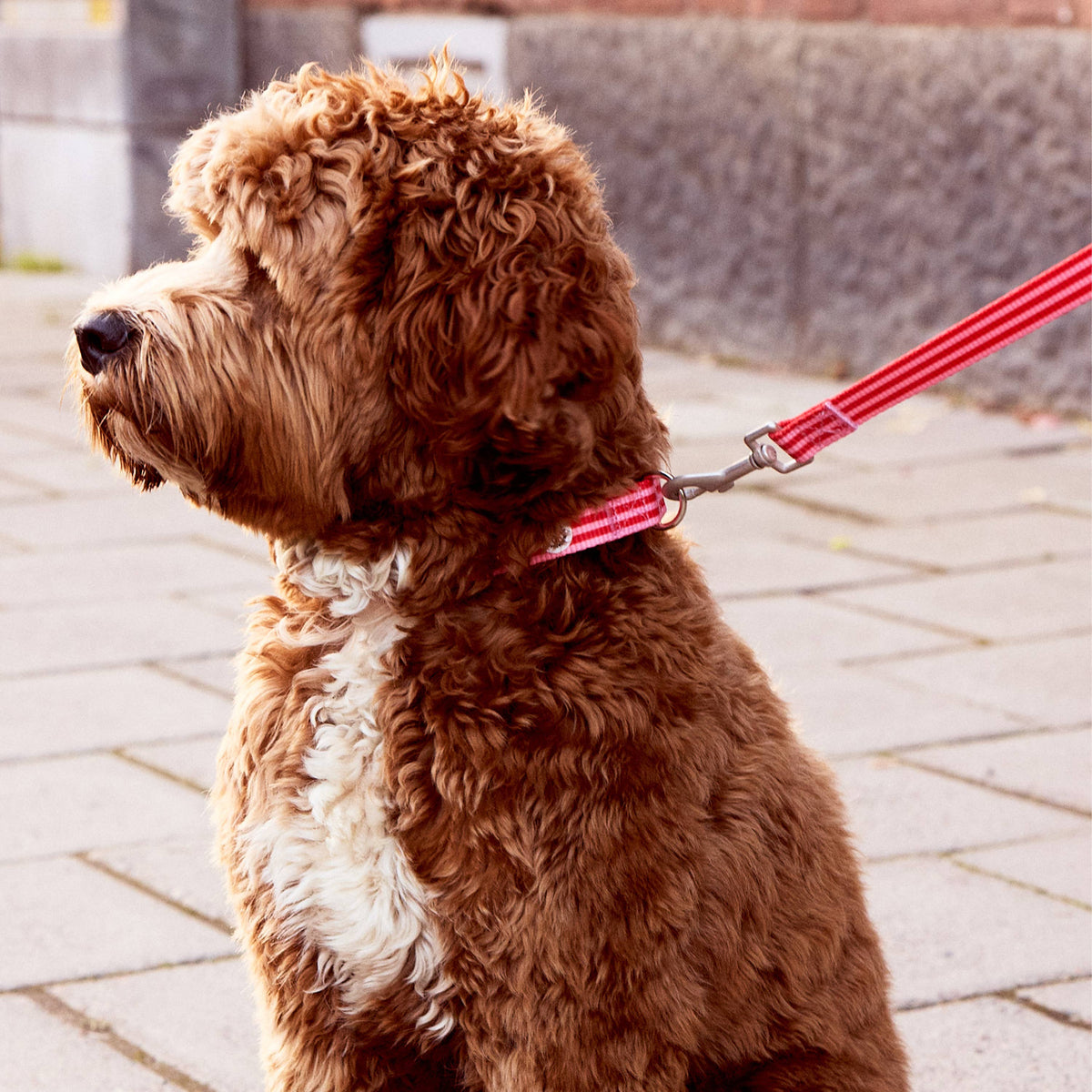 Hundehalsband gestreift pink & rot: L